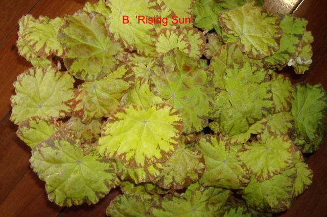 B. ‘Rising Sun’